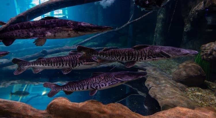 Tour por Foz do Iguaçu