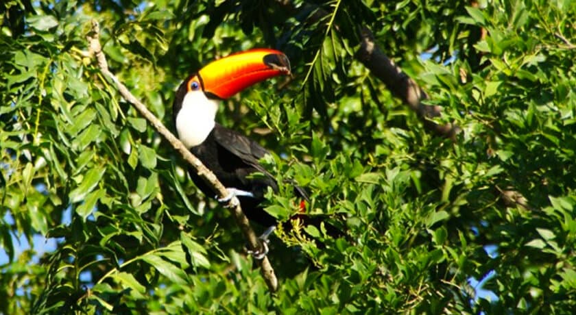 aves_perto_do_macuco