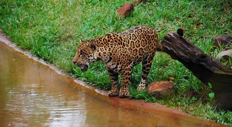 Tour por Foz do Iguaçu